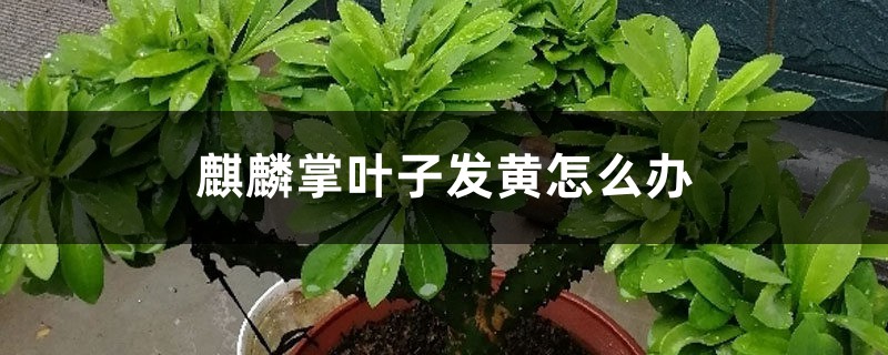 麒麟掌叶子发黄如何办
