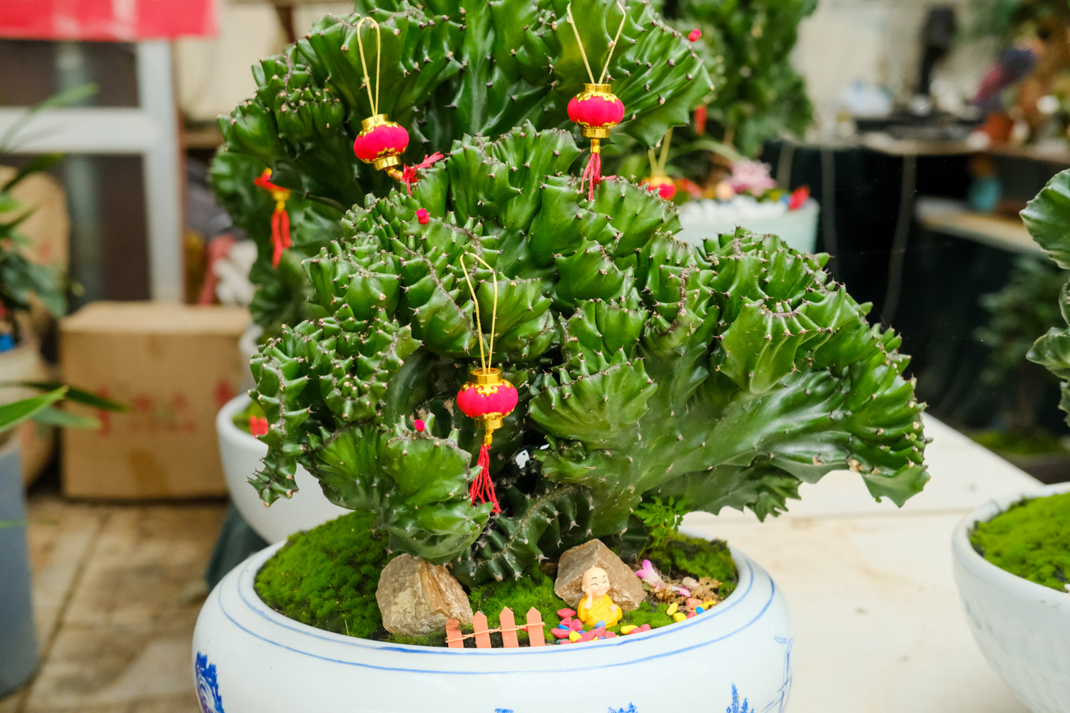 麒麟掌叶子发黄如何办