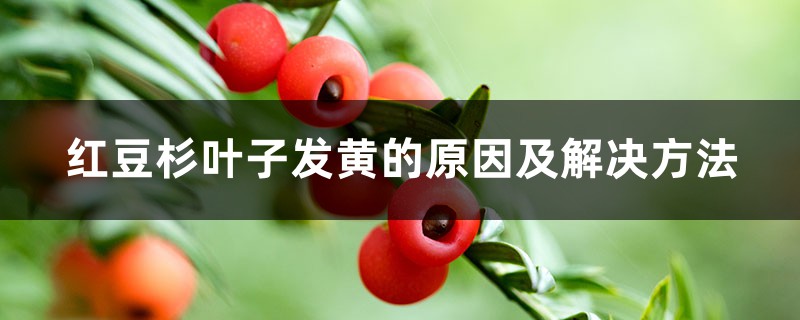 红豆杉叶子发黄的原因及处理办法