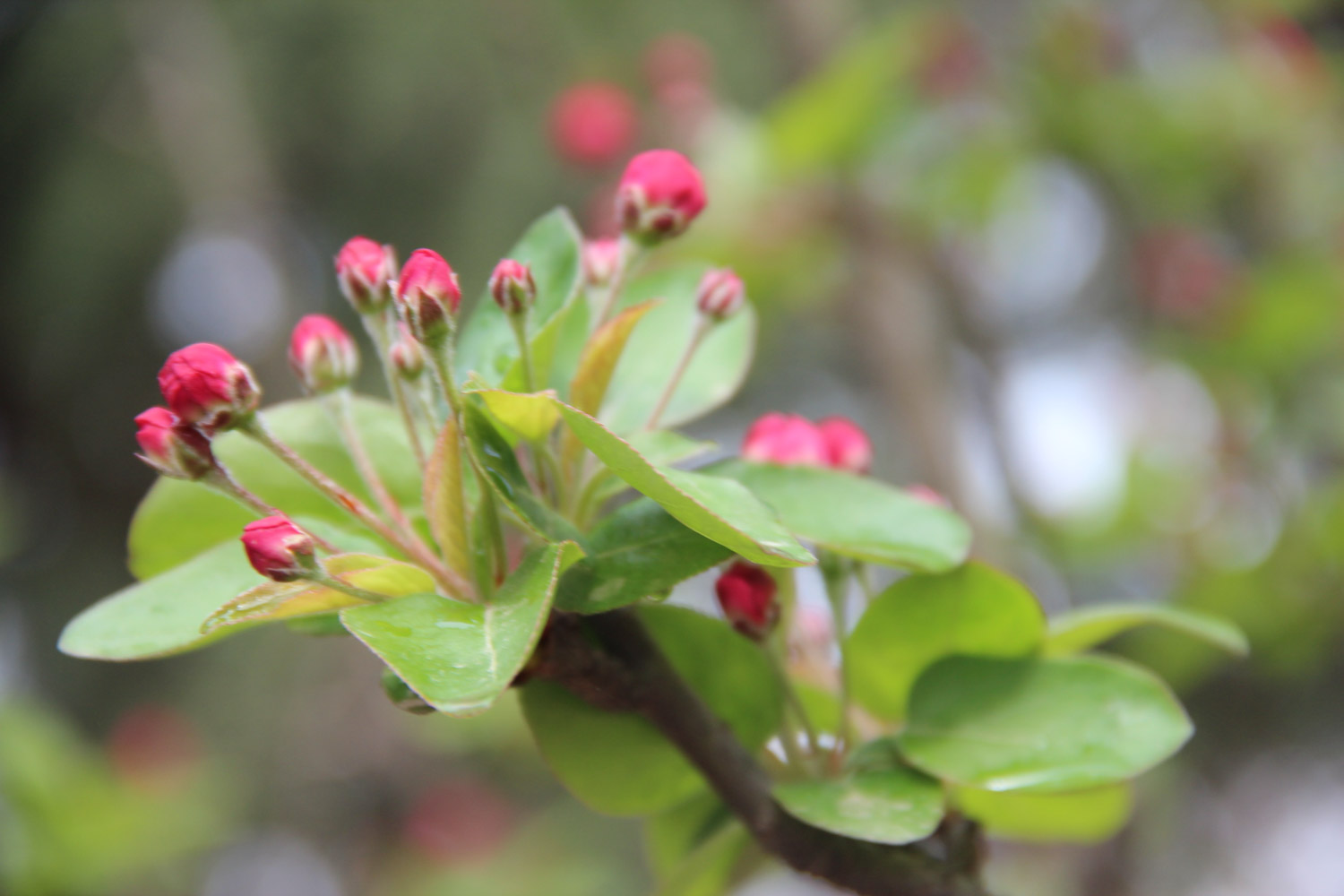 海棠树叶子发黄的原因