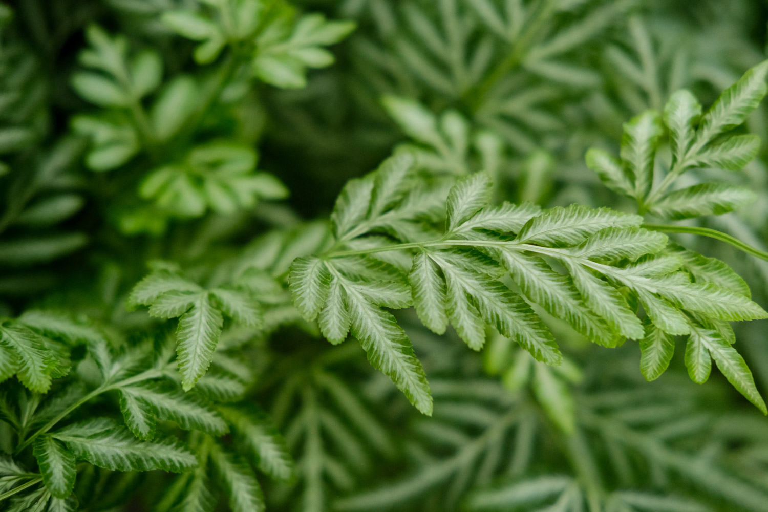 凤尾蕨叶子发黄如何办