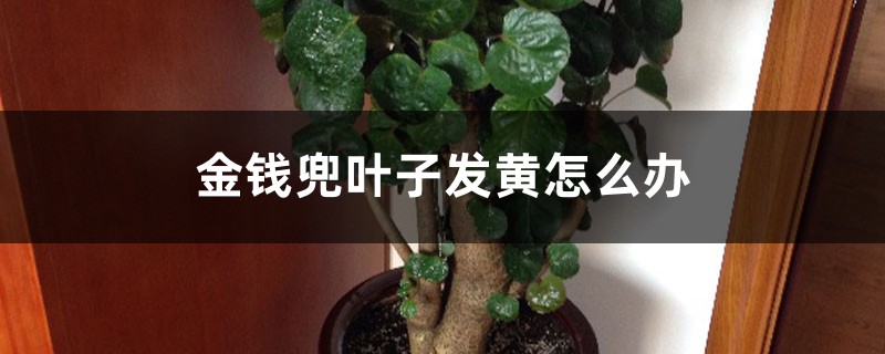 金钱兜叶子发黄如何办