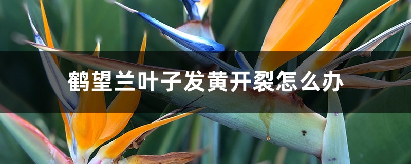 鹤望兰叶子发黄开裂如何办