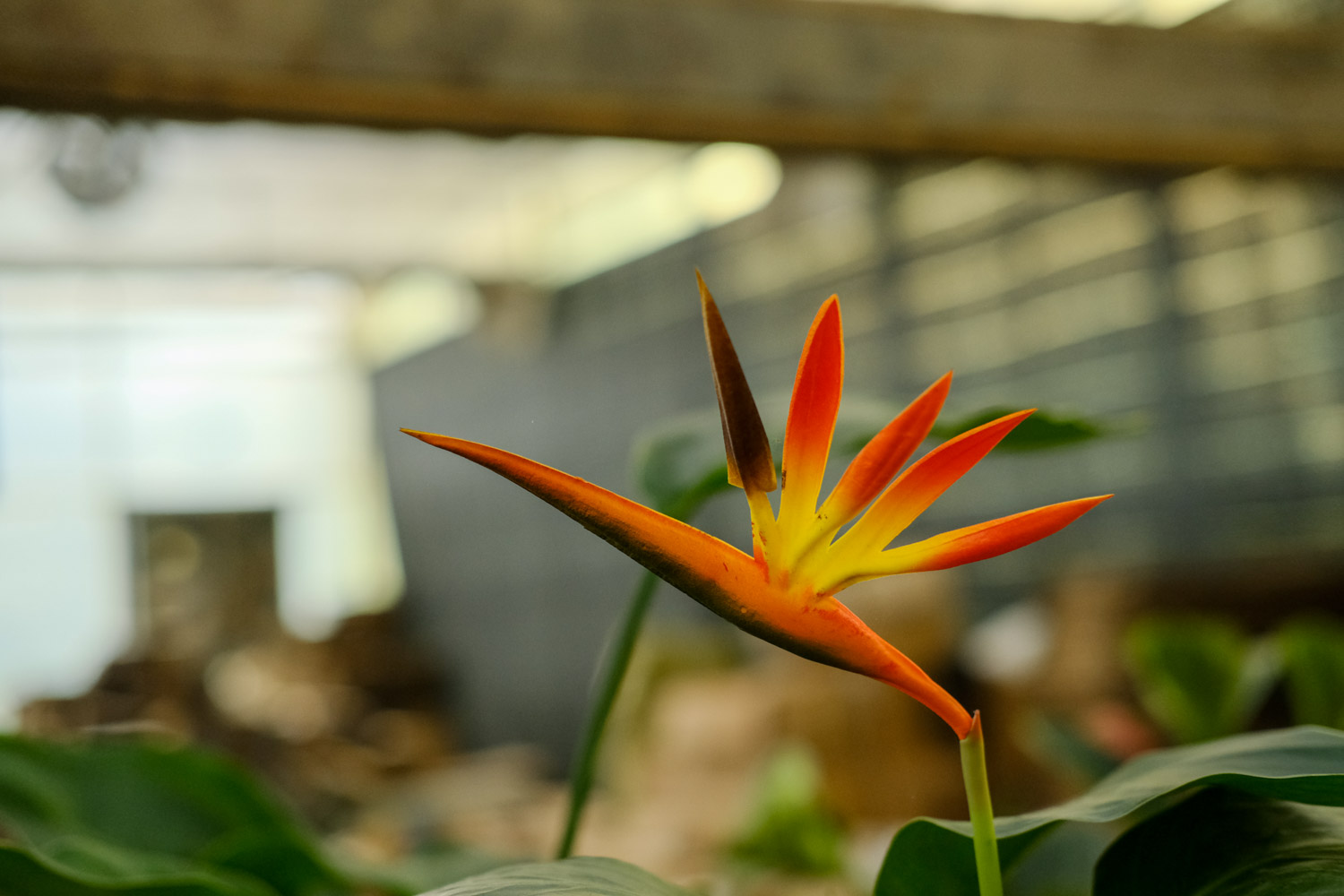 鹤望兰叶子发黄开裂如何办