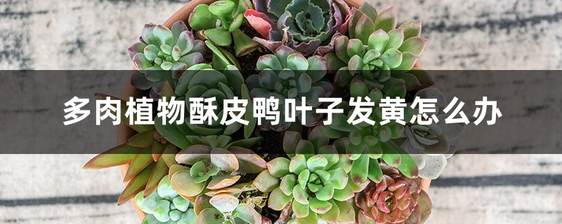 多肉植物酥皮鸭叶子发黄如何办