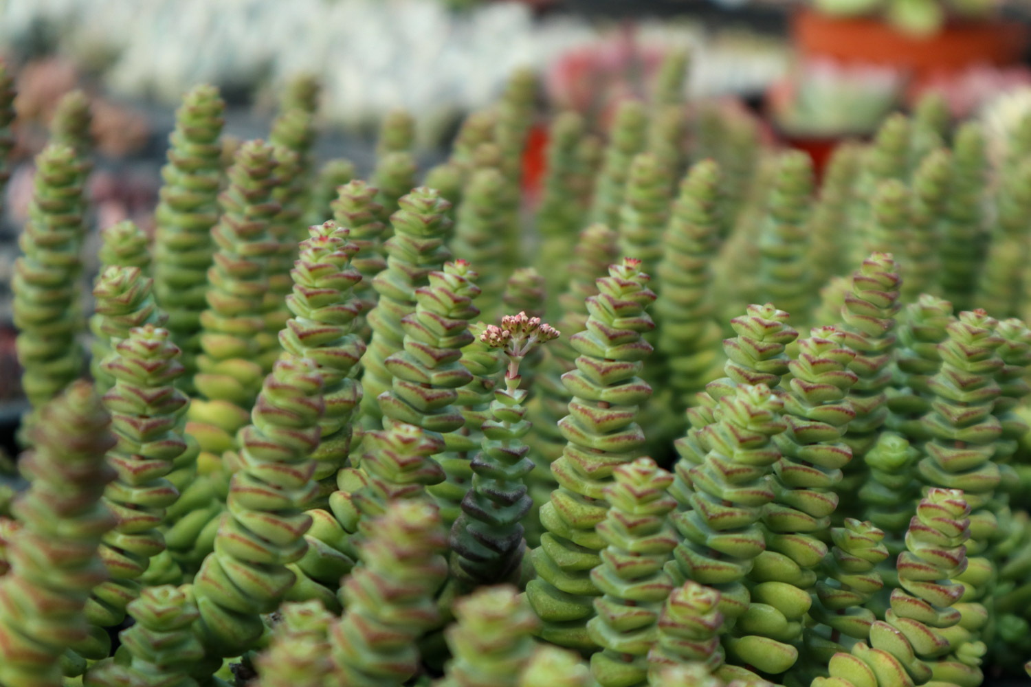 钱串叶子发黄如何办