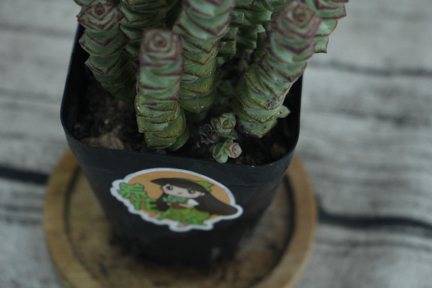 钱串叶子发黄如何办