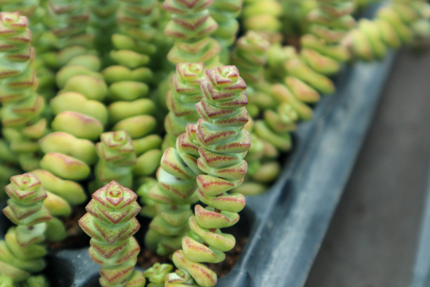 钱串叶子发黄如何办