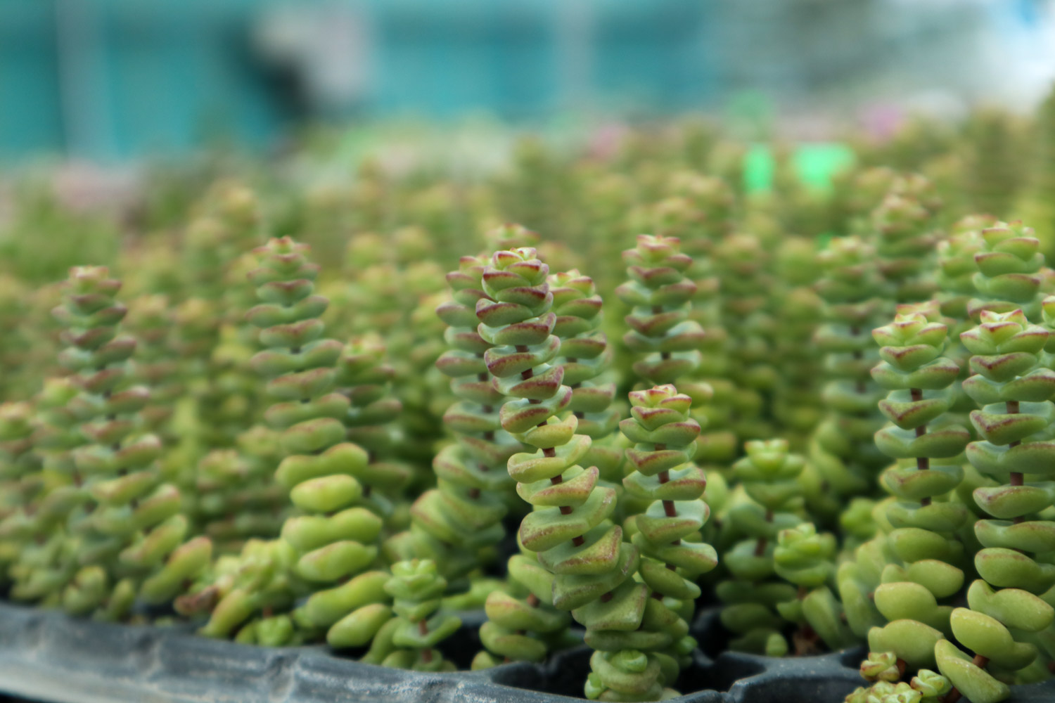 钱串叶子发黄如何办