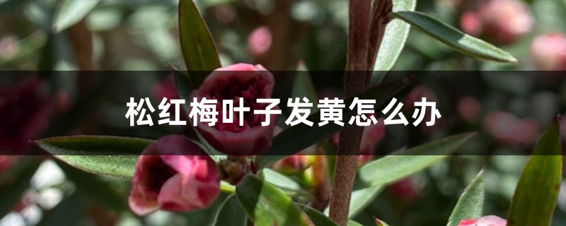松红梅叶子发黄如何办
