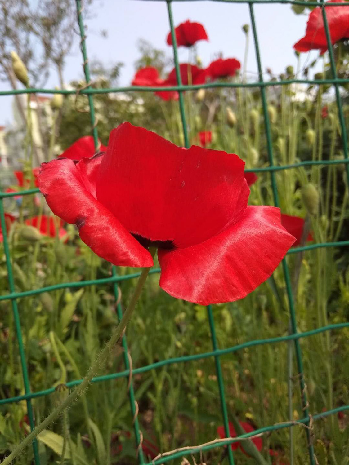 虞美人 虞美人的叶子黄了如何办