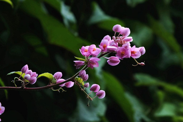 珊瑚藤幼苗叶子枯黄如何办