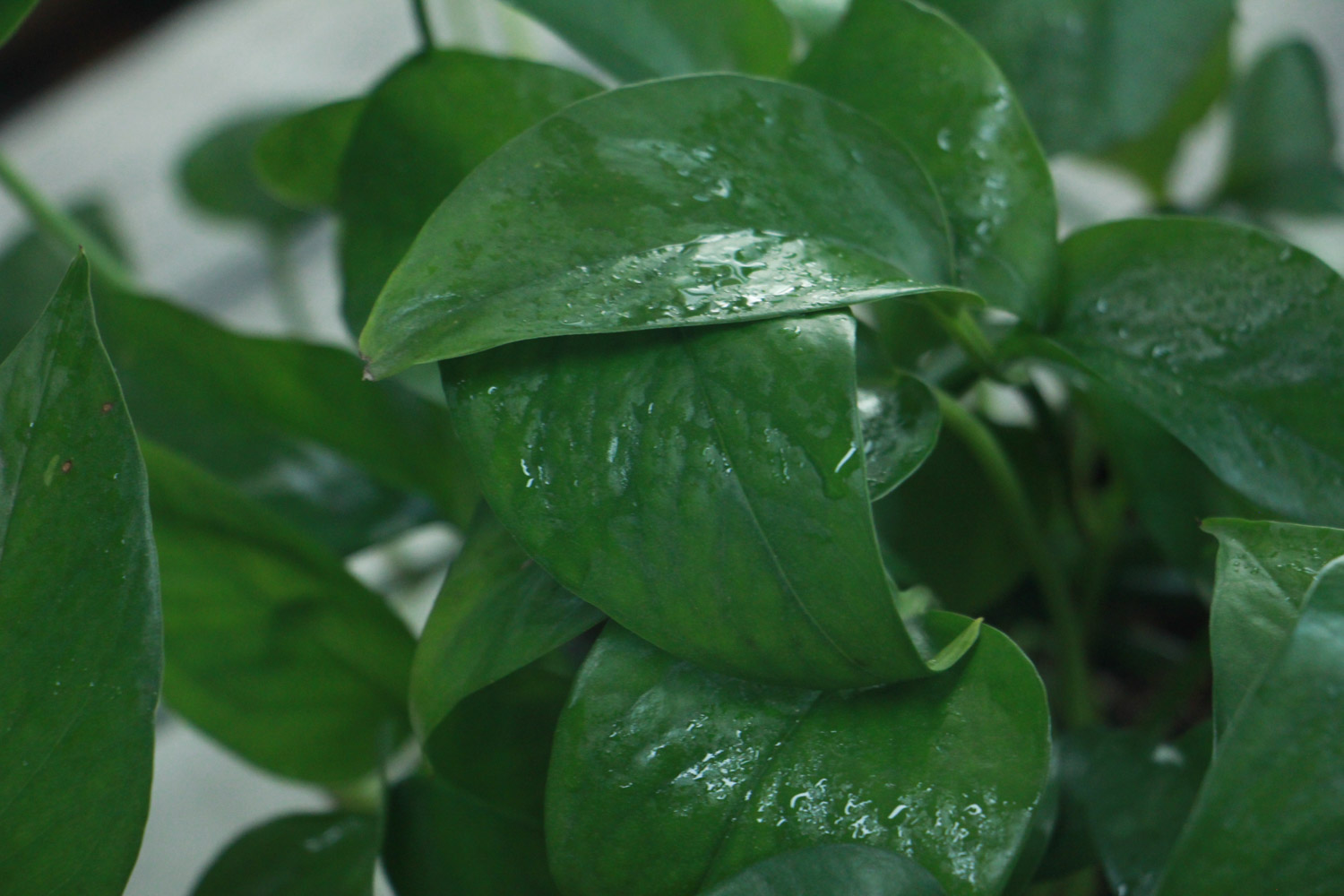 绿萝为何叶子发黄