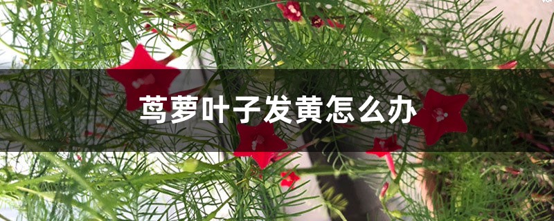 茑萝叶子发黄如何办