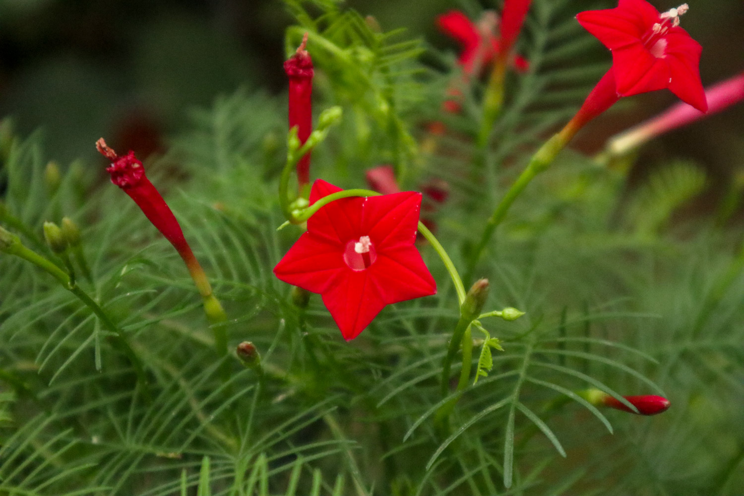 茑萝叶子发黄如何办