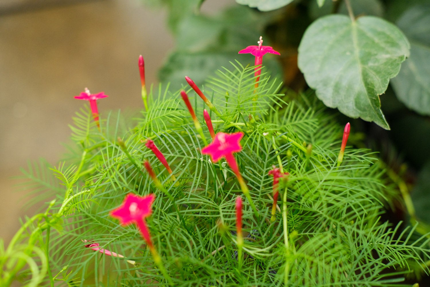 茑萝叶子发黄如何办