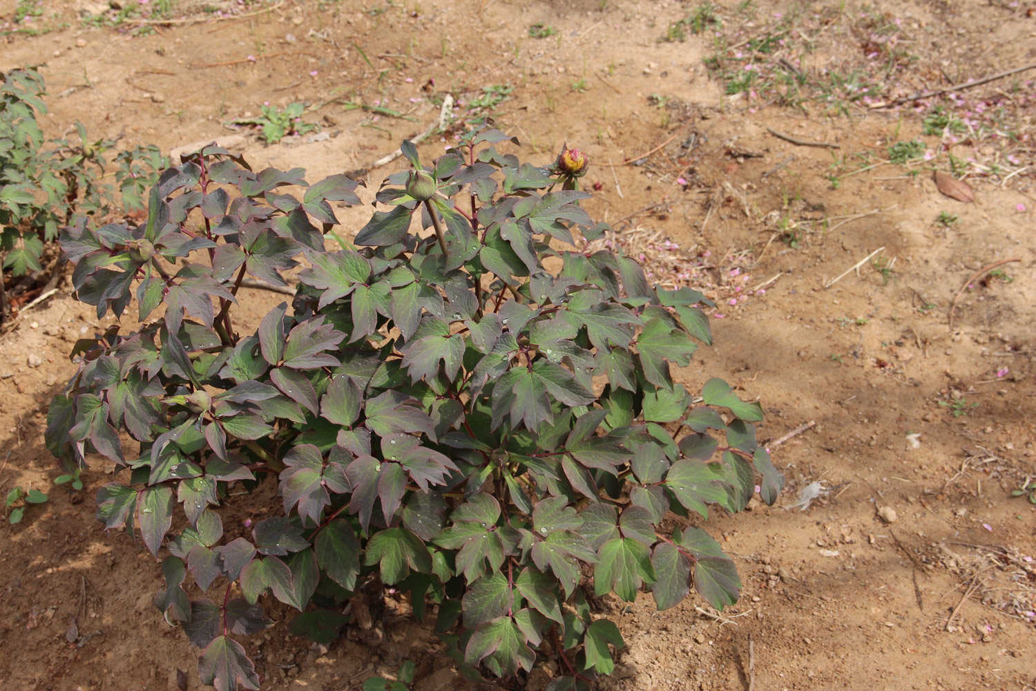 牡丹花叶子发黄如何救
