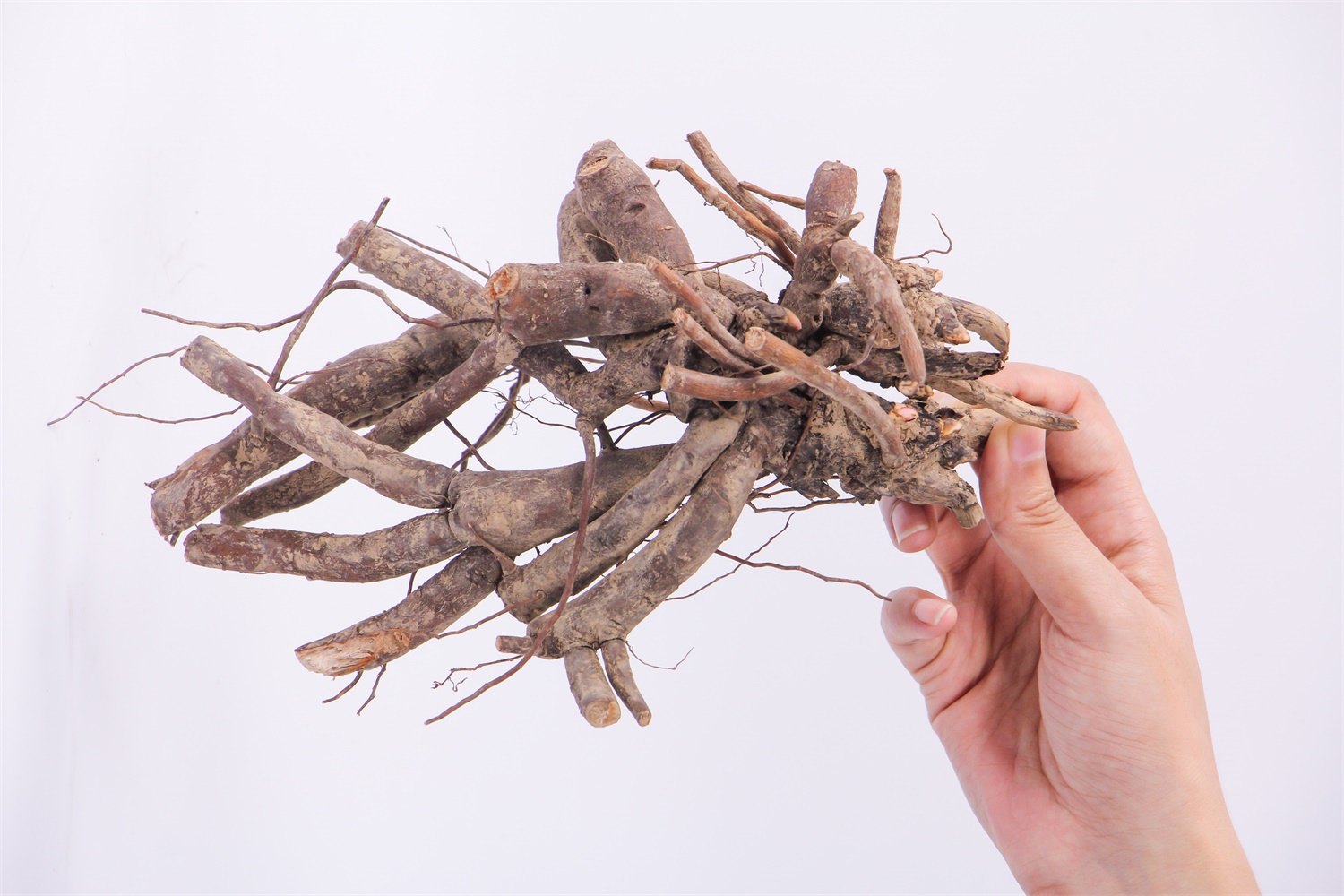 牡丹花叶子发黄如何救