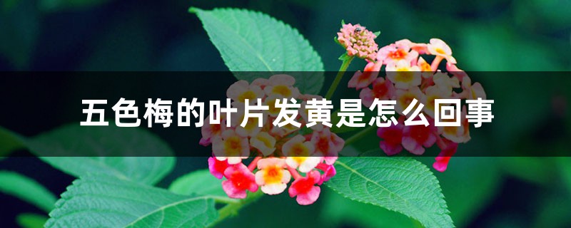 五色梅的叶片发黄是如何回事