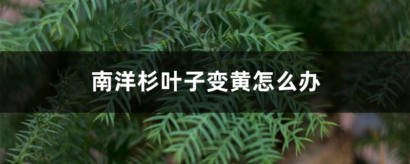 南洋杉叶子变黄如何办