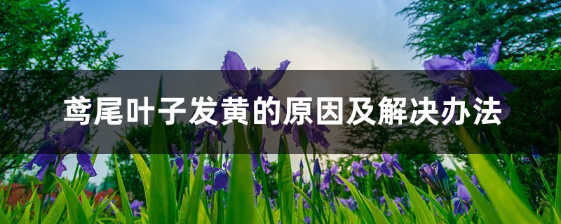 鸢尾叶子发黄的原因及处理办法