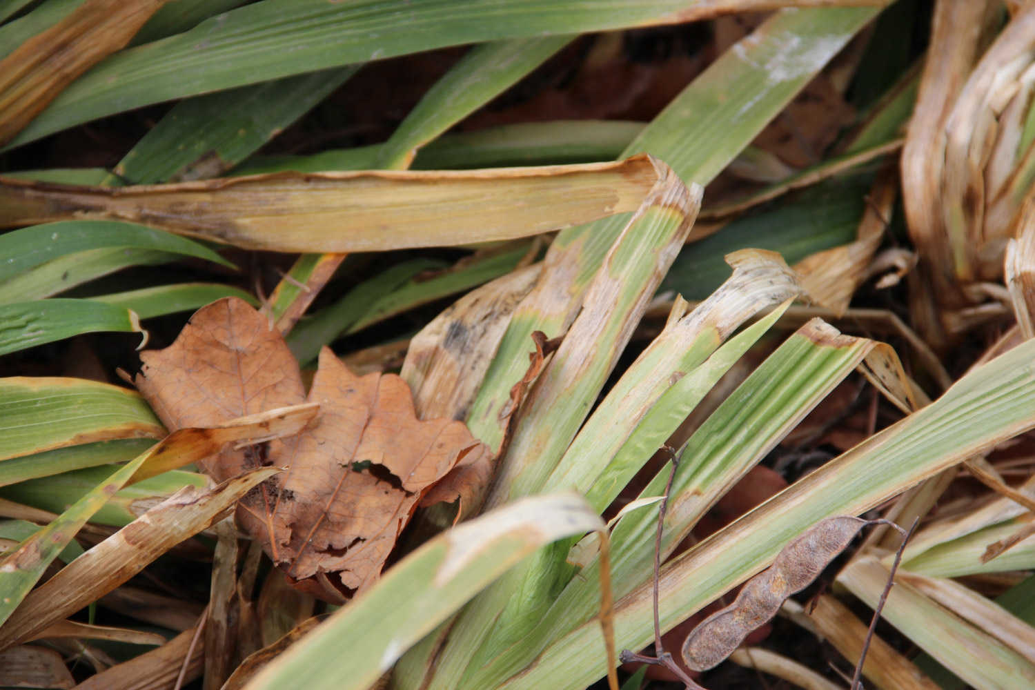 鸢尾叶子发黄的原因及处理办法