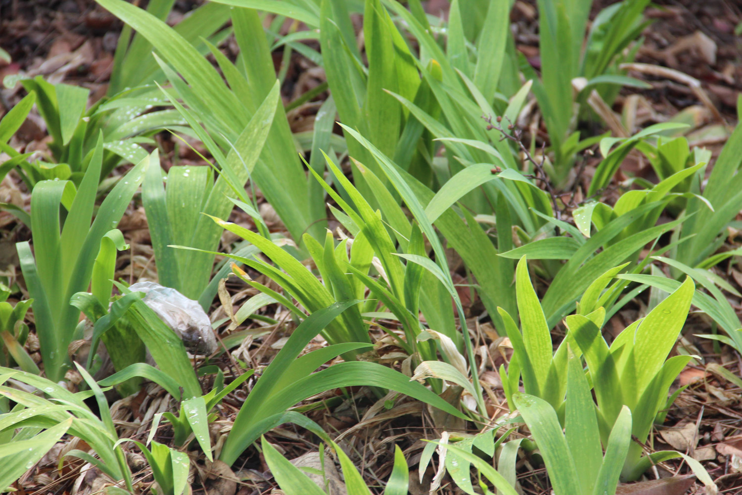 鸢尾叶子发黄的原因及处理办法