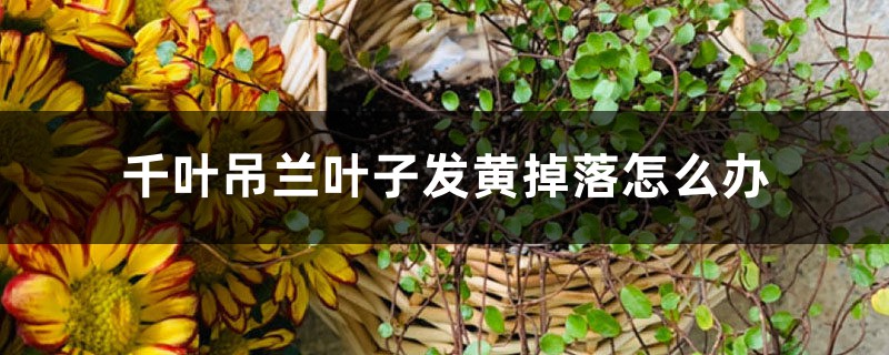 千叶吊兰叶子发黄掉落如何办