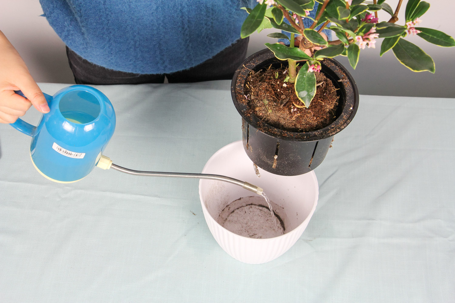 金边瑞香叶子发黄如何办