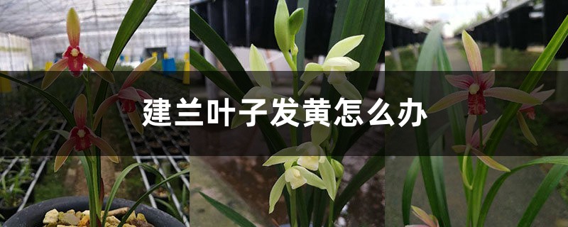 建兰叶子发黄如何办