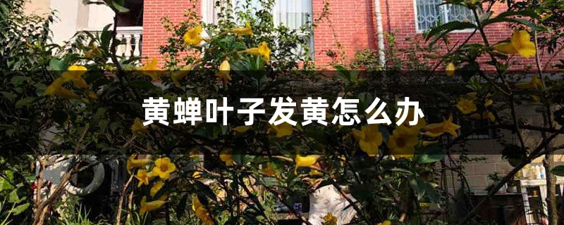 黄蝉叶子发黄如何办