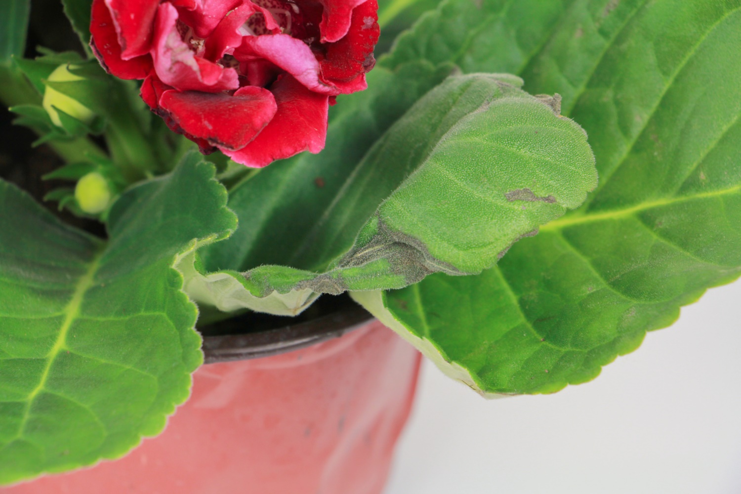 大岩桐叶子发黄如何办