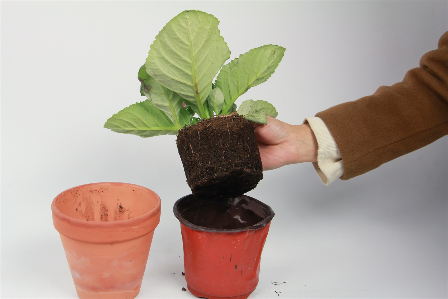 大岩桐叶子发黄如何办