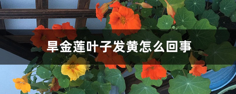 旱金莲叶子发黄如何回事