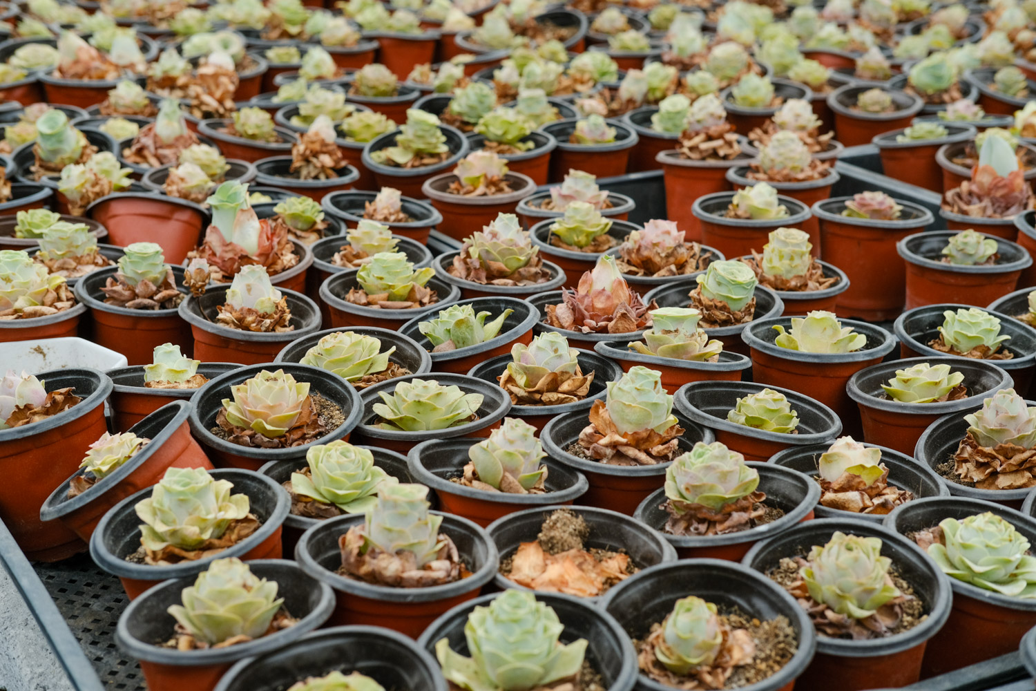 山地玫瑰 山地玫瑰叶子发黄如何办