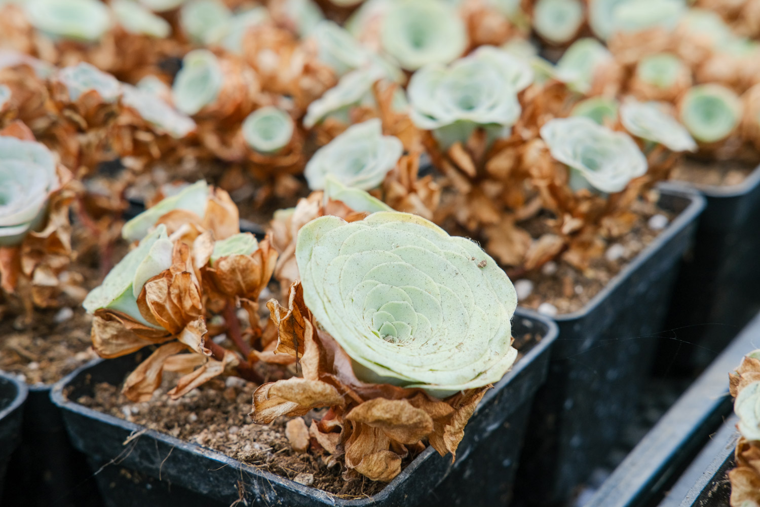 山地玫瑰 山地玫瑰叶子发黄如何办