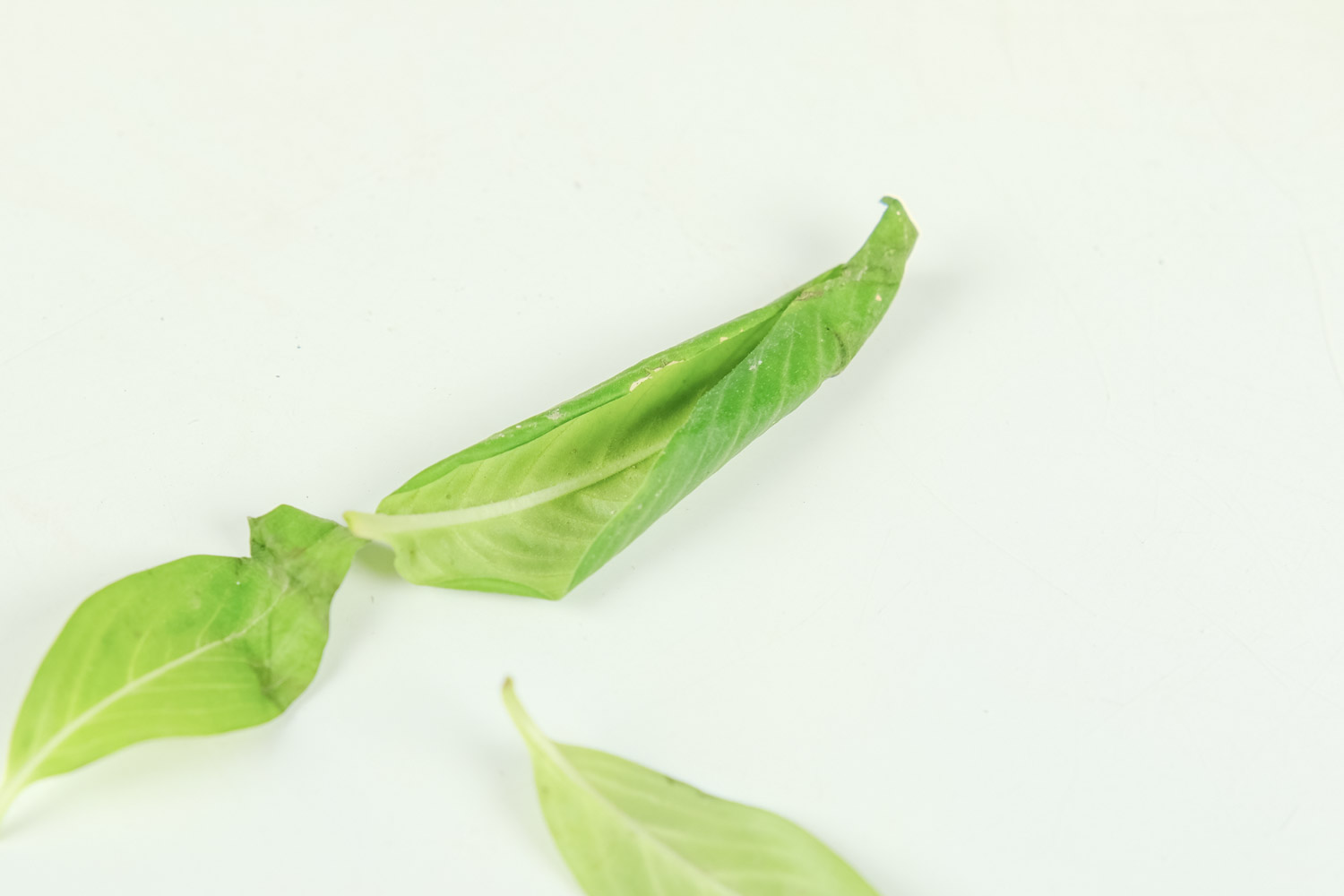 长春花叶子发黄如何办