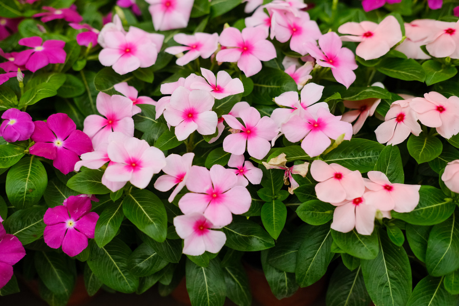 长春花叶子发黄如何办