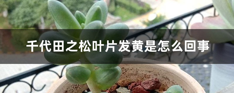 千代田之松叶片发黄是如何回事