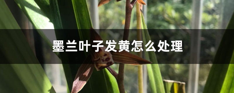 墨兰叶子发黄如何处理