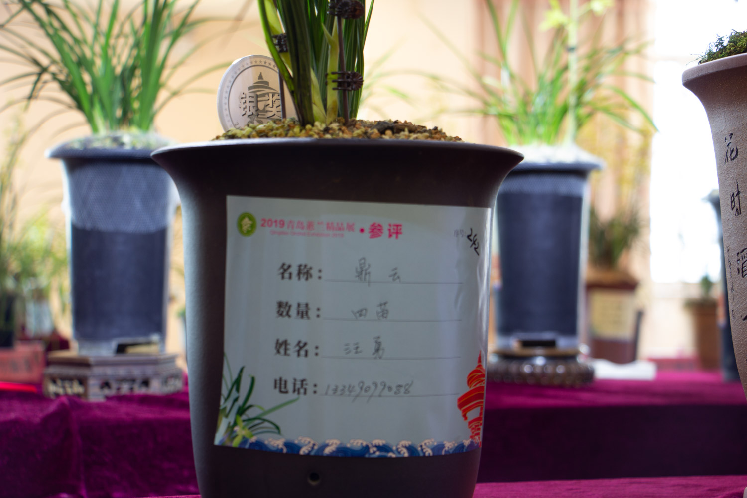 兰花叶子发黄如何办