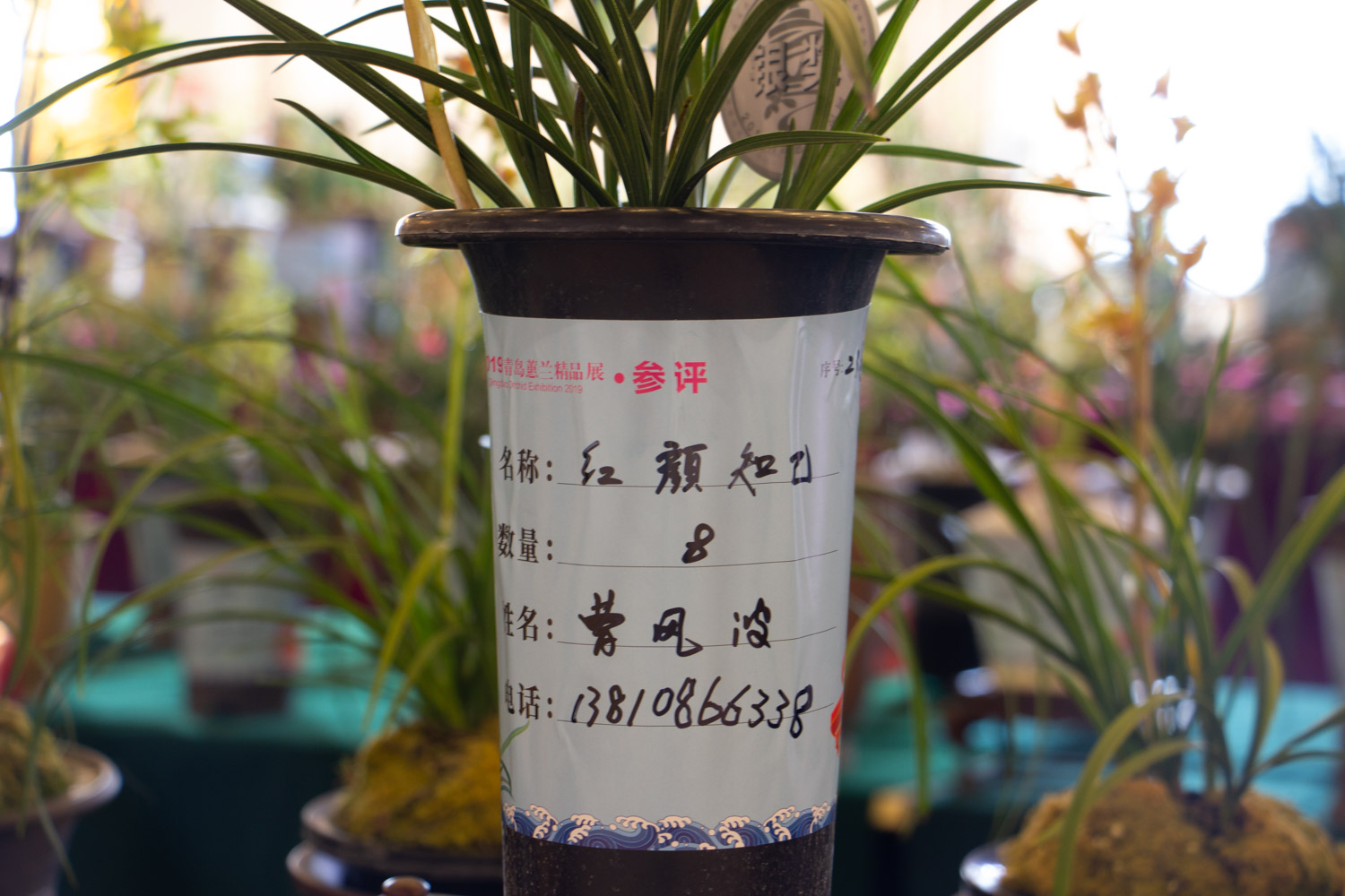 兰花叶子发黄如何办