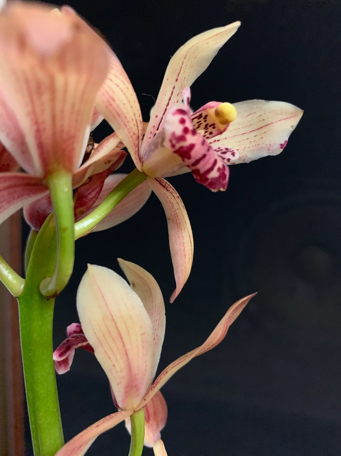 兰花叶子发黄如何办