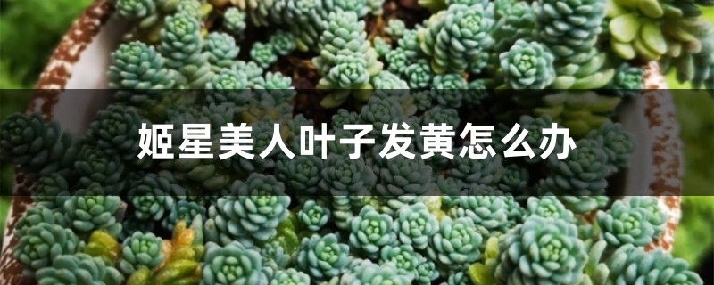 姬星美人叶子发黄如何办