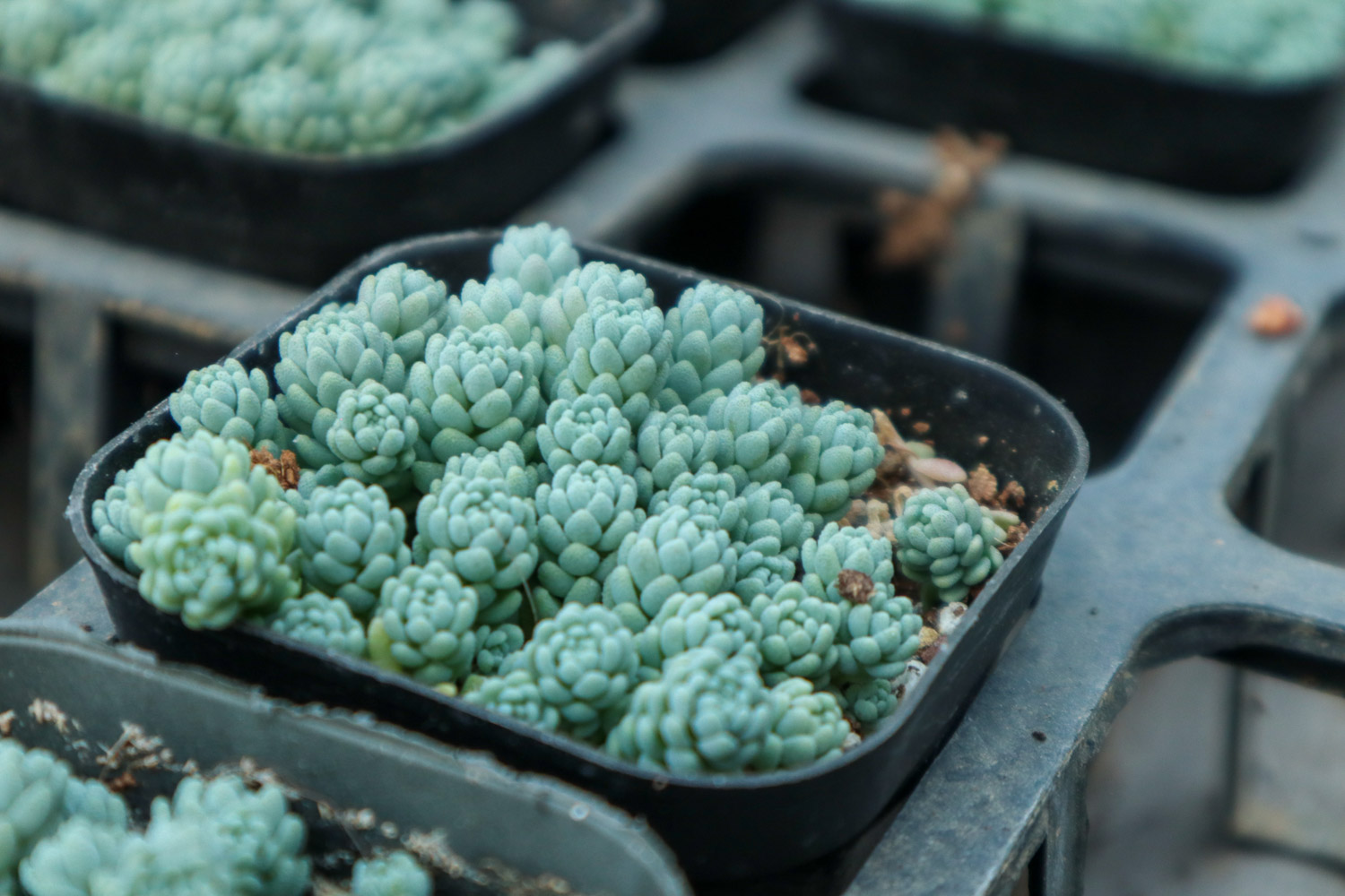 姬星美人 姬星美人叶子发黄如何办