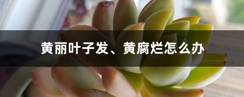 黄丽叶子发、黄腐烂如何办