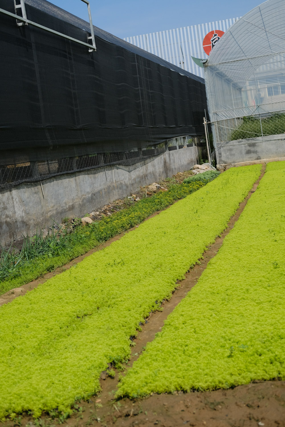 黄金万年草叶子蔫了还有救吗