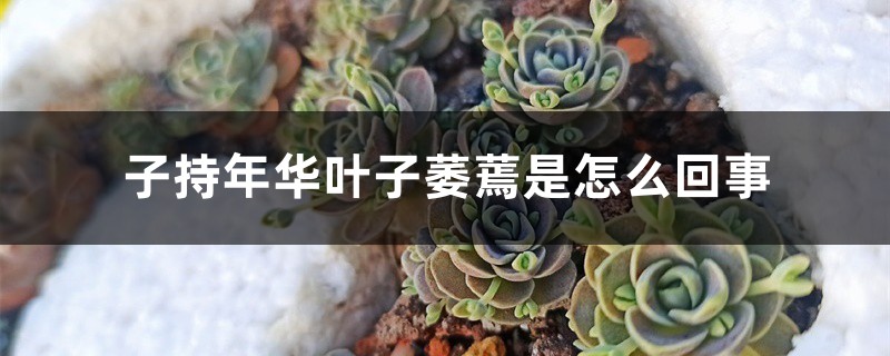 子持年华叶子萎蔫是如何回事