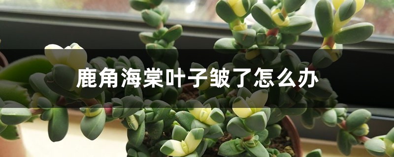 鹿角海棠叶子皱了如何办