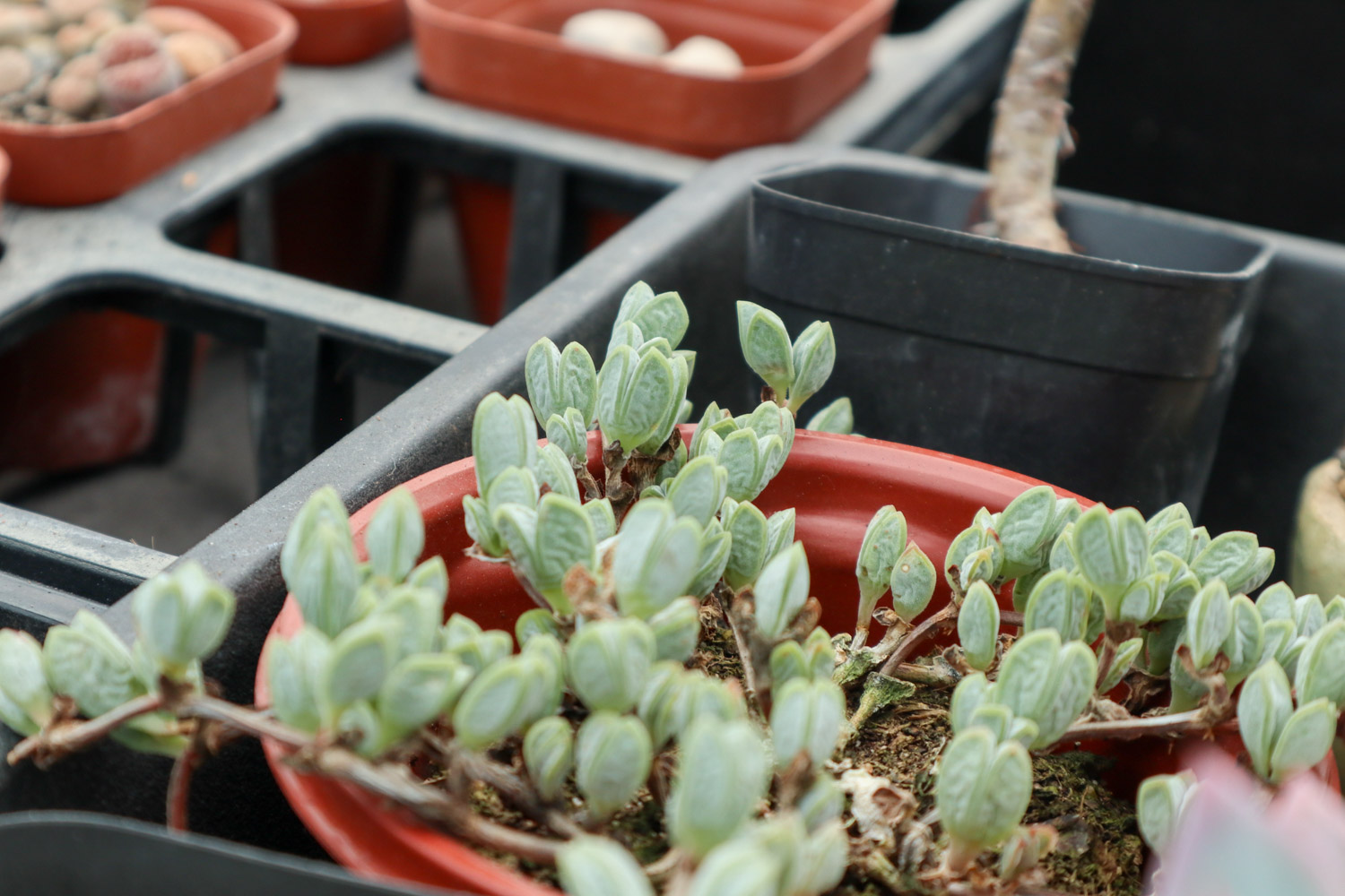 鹿角海棠叶子皱了如何办